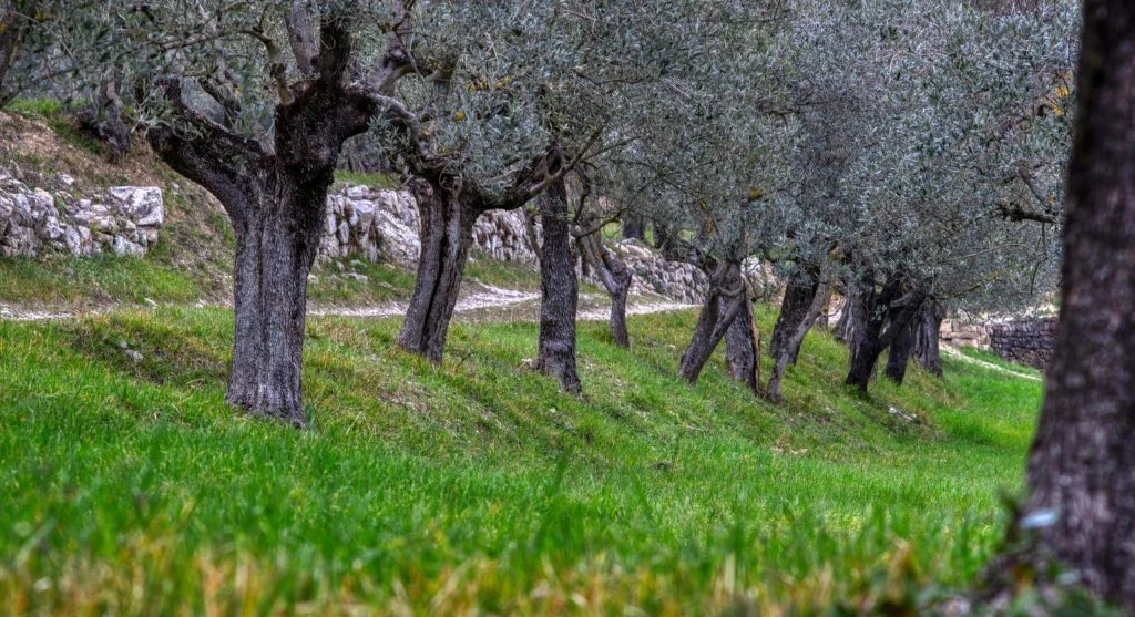 People taking photos of olive trees during a countryside tour
