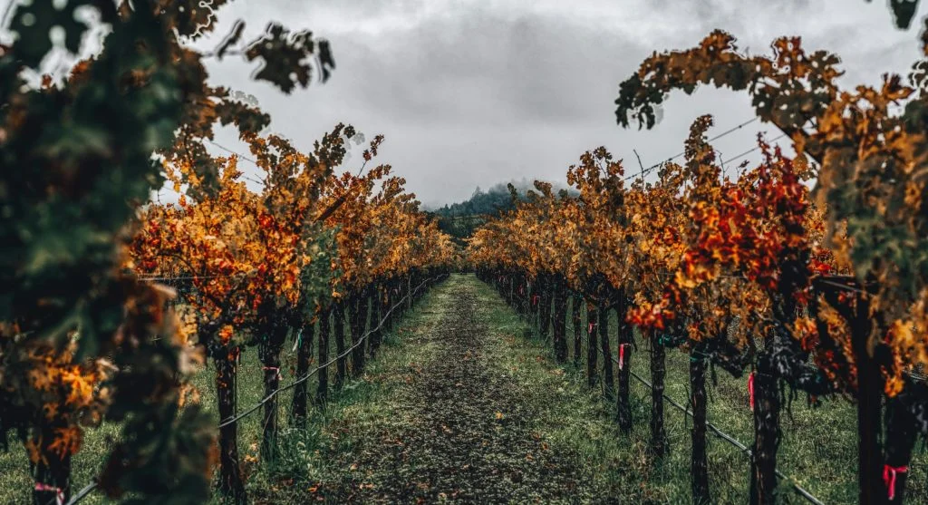 Photography of vineyard during autumn season