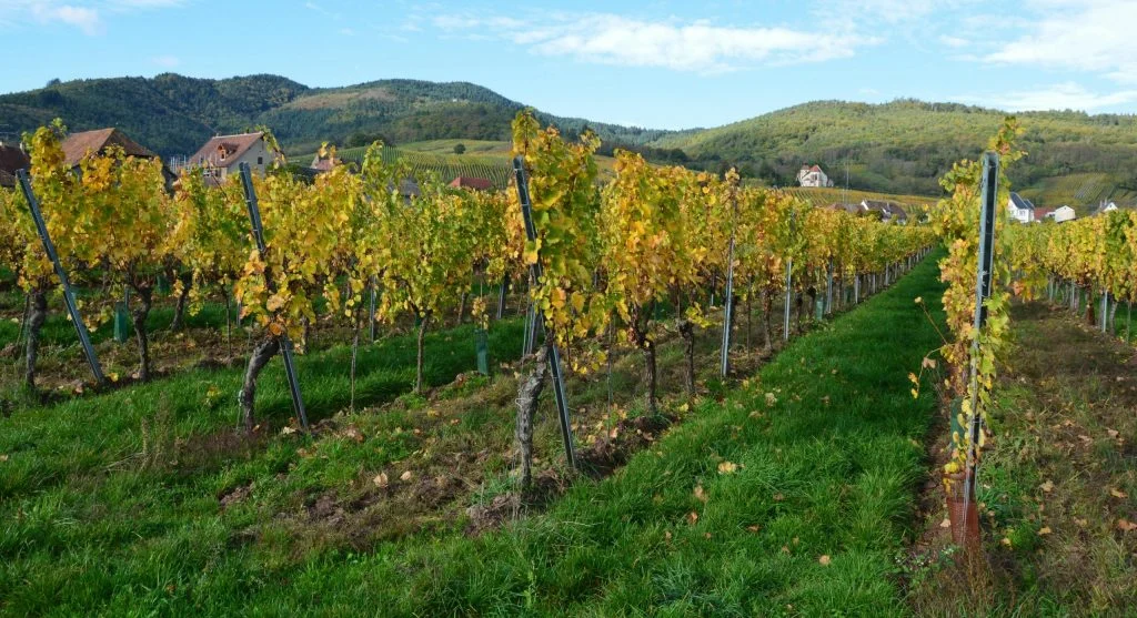 Why Autumn Vineyard Retreats Are Becoming Popular Luxury Getaways