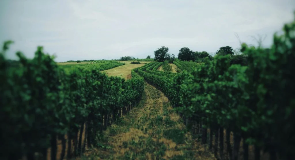 7 Reasons Travelers Love Vineyard Stops During Canal Cruises