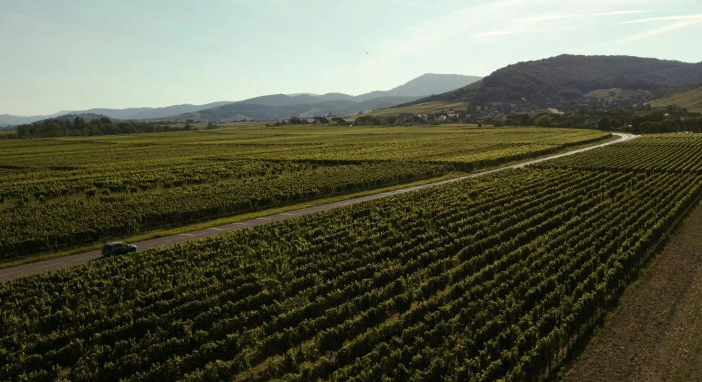 People relaxing outdoors at a vineyard