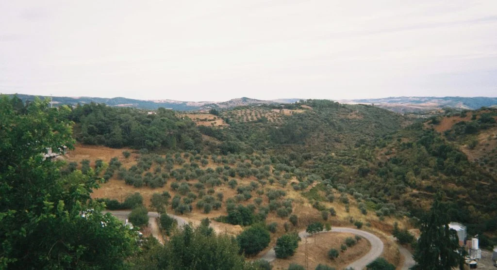 Scenic countryside olive groves during culinary travel