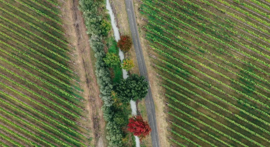 Vineyard with autumn foliage and people picking grapes
