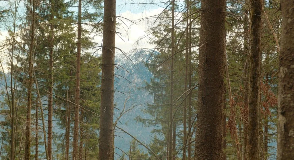 People practicing yoga in a forest