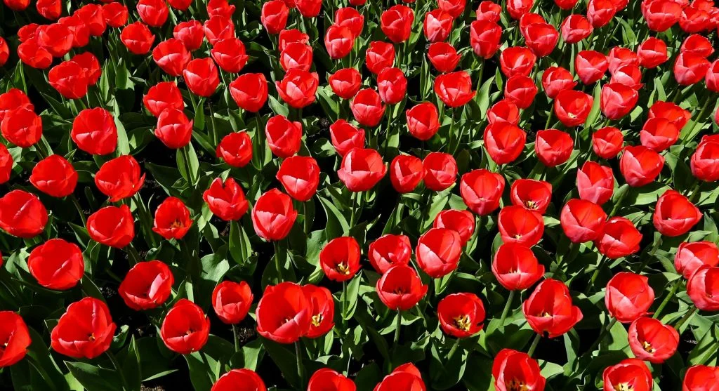 tulip river cruise scenic view