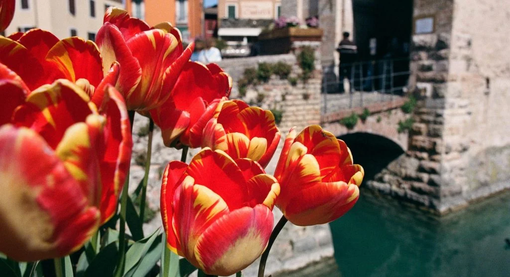 luxury river cruise tulip season