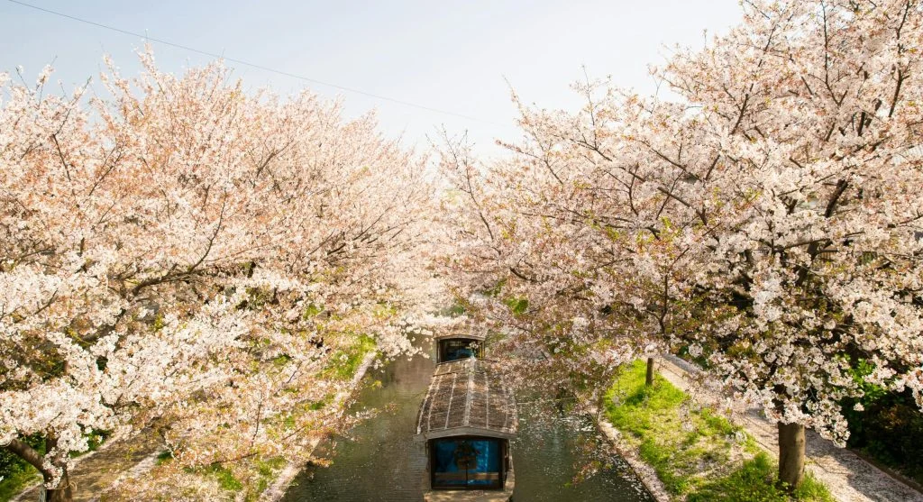 Boats on a canal lined with blooming flowers during spring