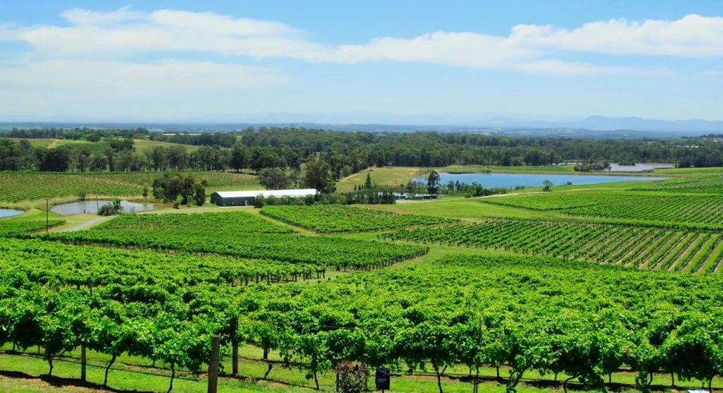 Vineyard alongside a peaceful waterway in the countryside