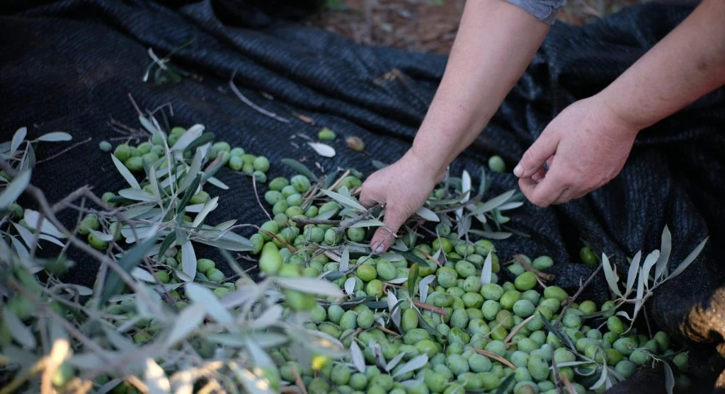 olive harvesting in traditional setting