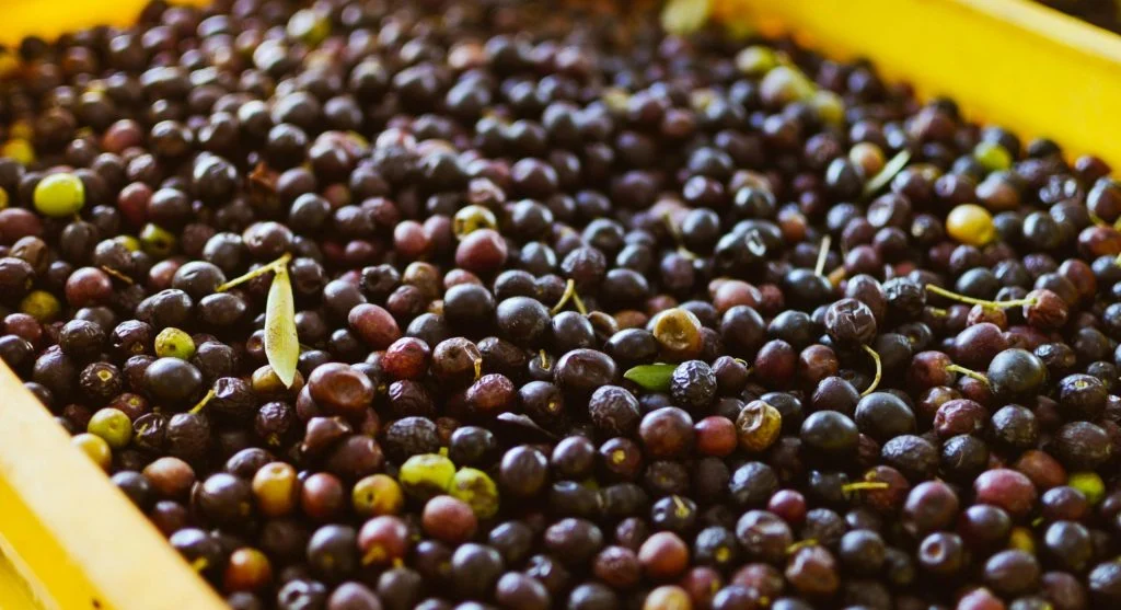 olive harvest tourism culinary experience