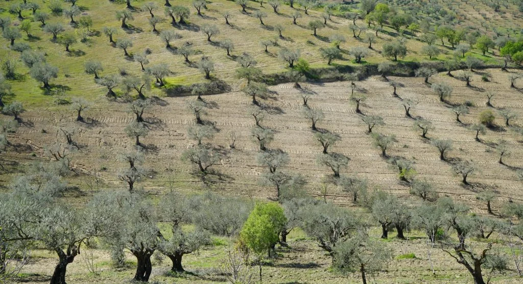 olive harvest luxury food tourism